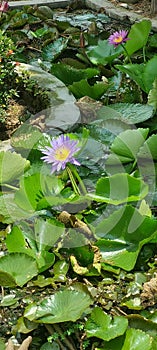 Lotus pool leaf water flower summer flaw