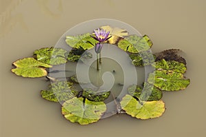 Lotus pool , lotus pond ; Lotus flower planting in rice