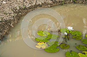 Lotus pool , lotus pond ; Lotus flower planting in rice