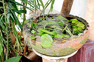 Lotus pot,Water lilies pot in the garden, Thailand.