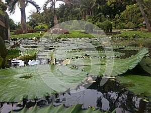 Lotus pound in the garden 2.