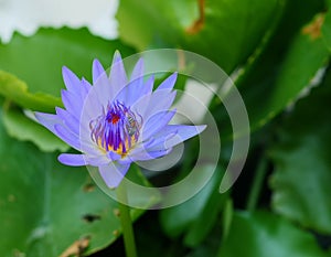 Lotus purple and bee in a jar.