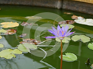 Lotus with purple and yellow in the sun.