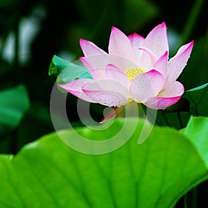 Lotus after rain