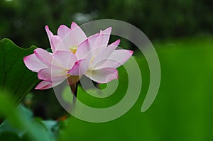 Lotus after rain in park