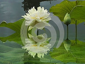 Lotus and reflection photo