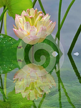 Lotus and reflection photo