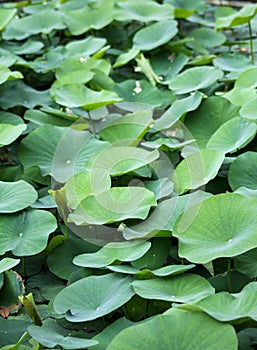 Lotus in Rip Van Winkle Gardens