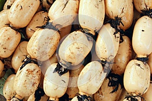 Lotus root