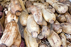 Lotus Root