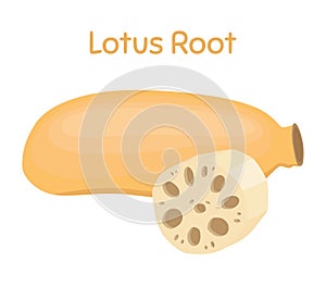 Lotus root, exotic fruit. Natural tropical plant. Vector illustration