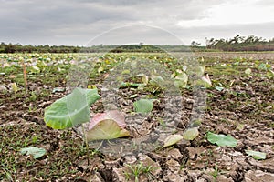 Lotus root field and the water in the lake dried up.