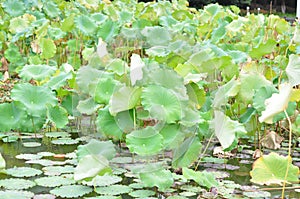 Lotus root leaves in river water