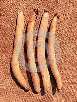 Lotus root vegetable raw food nelumbo nucifera root aquatic plant rhizome bulb bhae racine lotus raiz loto kamal kakdi  photo photo