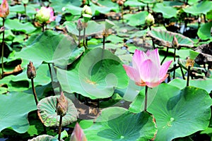 Lotus, Sacred lotus, Egyptian lotus