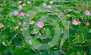 Lotus or sacred lotus or Laxmi lotus or Indian lotus Nelumbo nucifera flowers