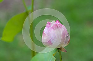 Lotus scientific name: Nelumbo nucifera
