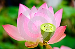 The lotus seed and Blooming lotus