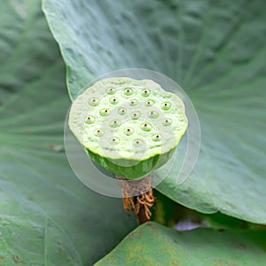 Lotus Seed Pod