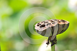 Lotus seed pod.