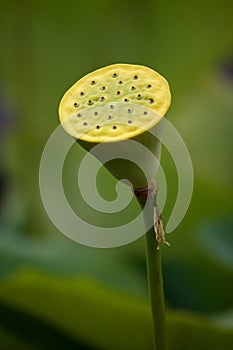 lotus seed pod