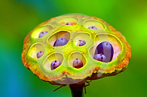 Lotus Seed Pod