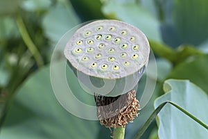 Lotus seed pod