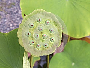 Lotus seed pod