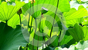 Lotus Seed Pod with leaves