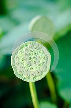 Lotus seed pod on lotus leaf background