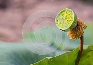 Lotus seed pod