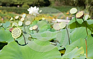 Lotus seed pods