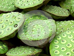 Lotus seed pods