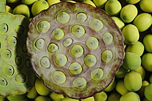 Lotus seed pods