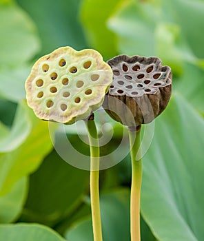 Lotus Seed Pods