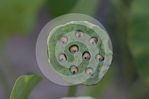 Lotus seed pods in the garden.