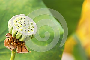Lotus seed pods with green leave background
