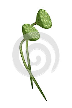 Lotus Seed Pods on A White Background