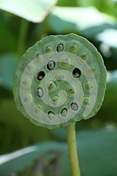 Lotus seed pot (lian zi)