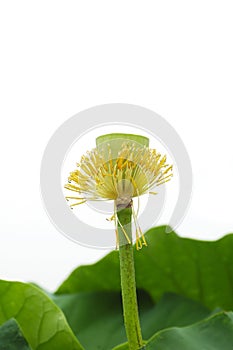 Lotus seedpod