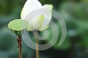 Lotus seedpod