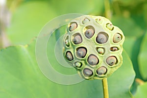 Lotus seedpod