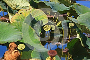 Lotus seedpod close-up