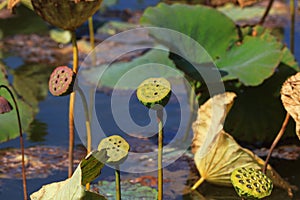 Lotus seedpod close-up