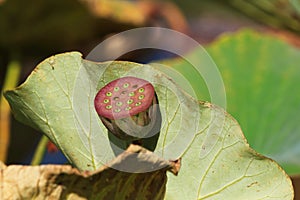 Lotus seedpod close-up