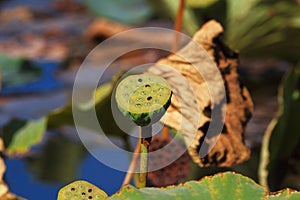 Lotus seedpod close-up