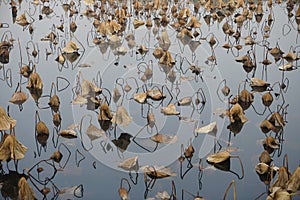 Lotus seedpod in fall