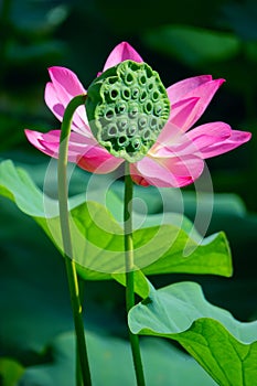 Lotus seedpod and flower