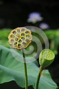 Lotus seedpod in Kew Garden