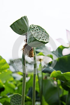 Lotus seedpod in the lake